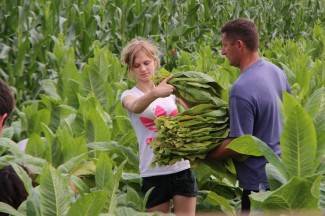 Vrijedni narod Požeštine: Radovi na poljima od Orljavca do Velike