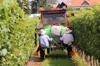 Vrijedni narod Požeštine: Radovi na poljima od Orljavca do Velike