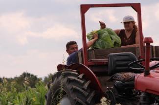 Vrijedni narod Požeštine: Radovi na poljima od Orljavca do Velike