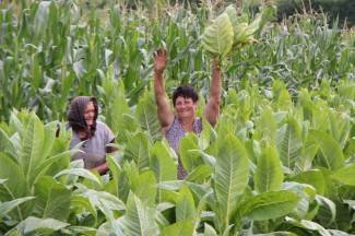Vrijedni narod Požeštine: Radovi na poljima od Orljavca do Velike