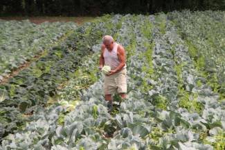 Vrijedni narod Požeštine: Radovi na poljima od Orljavca do Velike