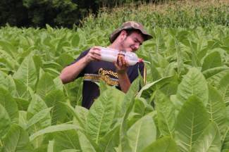 Vrijedni narod Požeštine: Radovi na poljima od Orljavca do Velike