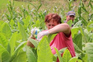 Vrijedni narod Požeštine: Radovi na poljima od Orljavca do Velike