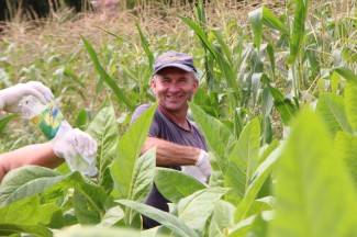 Vrijedni narod Požeštine: Radovi na poljima od Orljavca do Velike