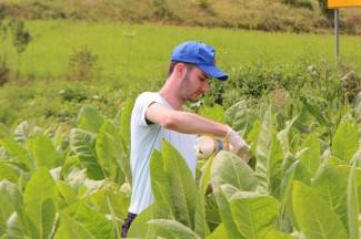 Vrijedni narod Požeštine: Radovi na poljima od Orljavca do Velike