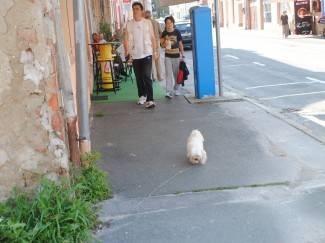 Subotnja šetnja Požegom, Pleternicom i Pakracom