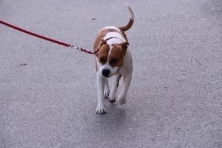 Šetnja gradom: Požega, 25.8.2014.