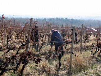 Ledene berbe daju malo, ali vrhunsko i traženo vino
