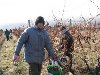 Ledene berbe daju malo, ali vrhunsko i traženo vino