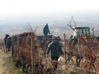Ledene berbe daju malo, ali vrhunsko i traženo vino