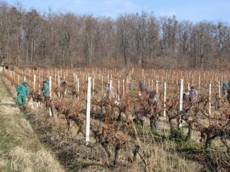 Ledene berbe daju malo, ali vrhunsko i traženo vino