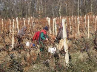 Ledene berbe daju malo, ali vrhunsko i traženo vino