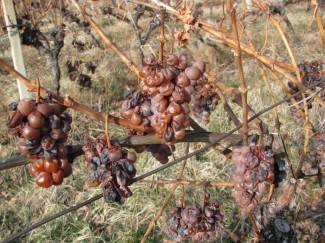 Ledene berbe daju malo, ali vrhunsko i traženo vino