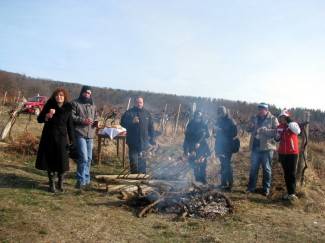 Ledene berbe daju malo, ali vrhunsko i traženo vino