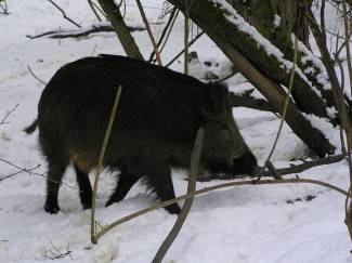 Vaše fotografije: Zima i zimske radosti u Požeštini