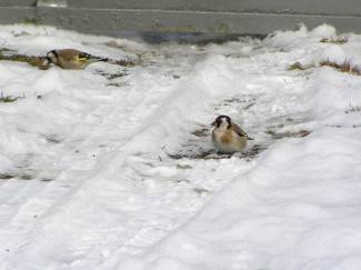 Vaše fotografije: Zima i zimske radosti u Požeštini
