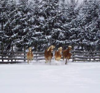 Vaše fotografije: Zima i zimske radosti, 2. dio
