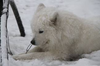 Pao nam je snijeg: Fotografije iz Požege, Pleternice, Pakraca, Lipika i Kutjeva