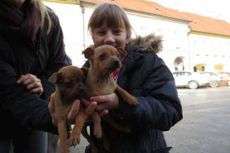 Subotnja šetnja Požegom, 10.1.2015.