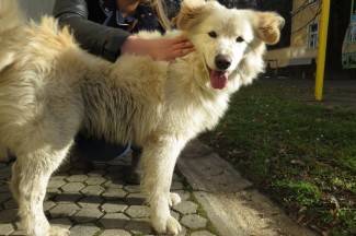 Subotnja šetnja Požegom, 10.1.2015.