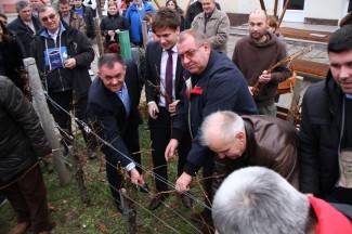 Kutjevačko Vincelovo 2015.