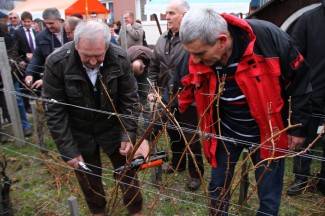 Kutjevačko Vincelovo 2015.