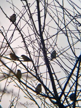 Vaše fotografije: Zimske radosti diljem PSŽ