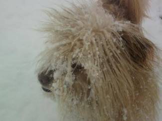 Vaše fotografije: Zimske radosti diljem PSŽ