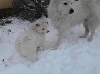 Vaše fotografije: Zimske radosti diljem PSŽ