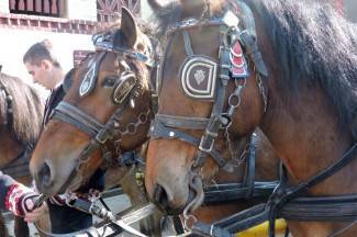 Štimac podnio ostavku: ¨Nije nikakva svađa u pitanju, ostavka je osobne prirode¨